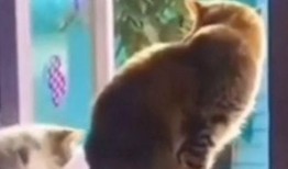 动物搞笑爆料视频大全,动物界的欢乐时光大盘点